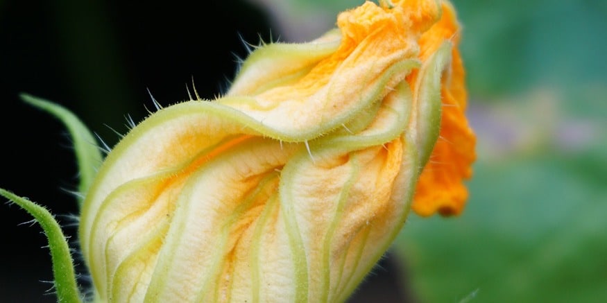 fiori di zucca ripieni